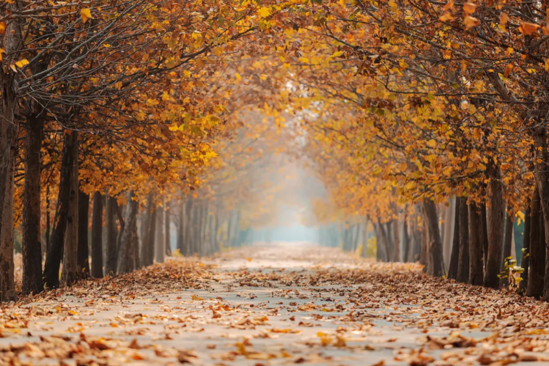 今日寒露,附藏在校園里的秋日果實